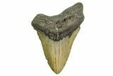 Fossil Megalodon Tooth - North Carolina #361720-1